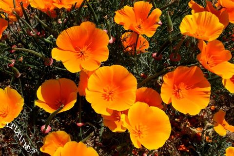 网恋,开在虚拟的罂粟花 网恋,开在虚拟的罂粟花